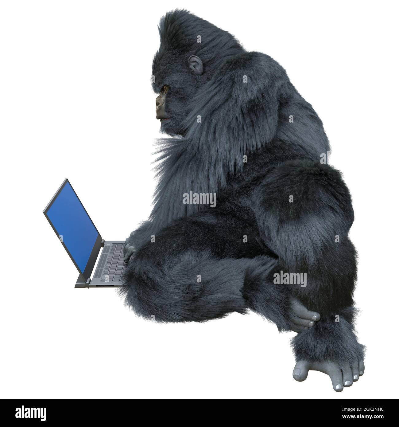 Black silver gorilla with laptop concept 3d illustration isolated on