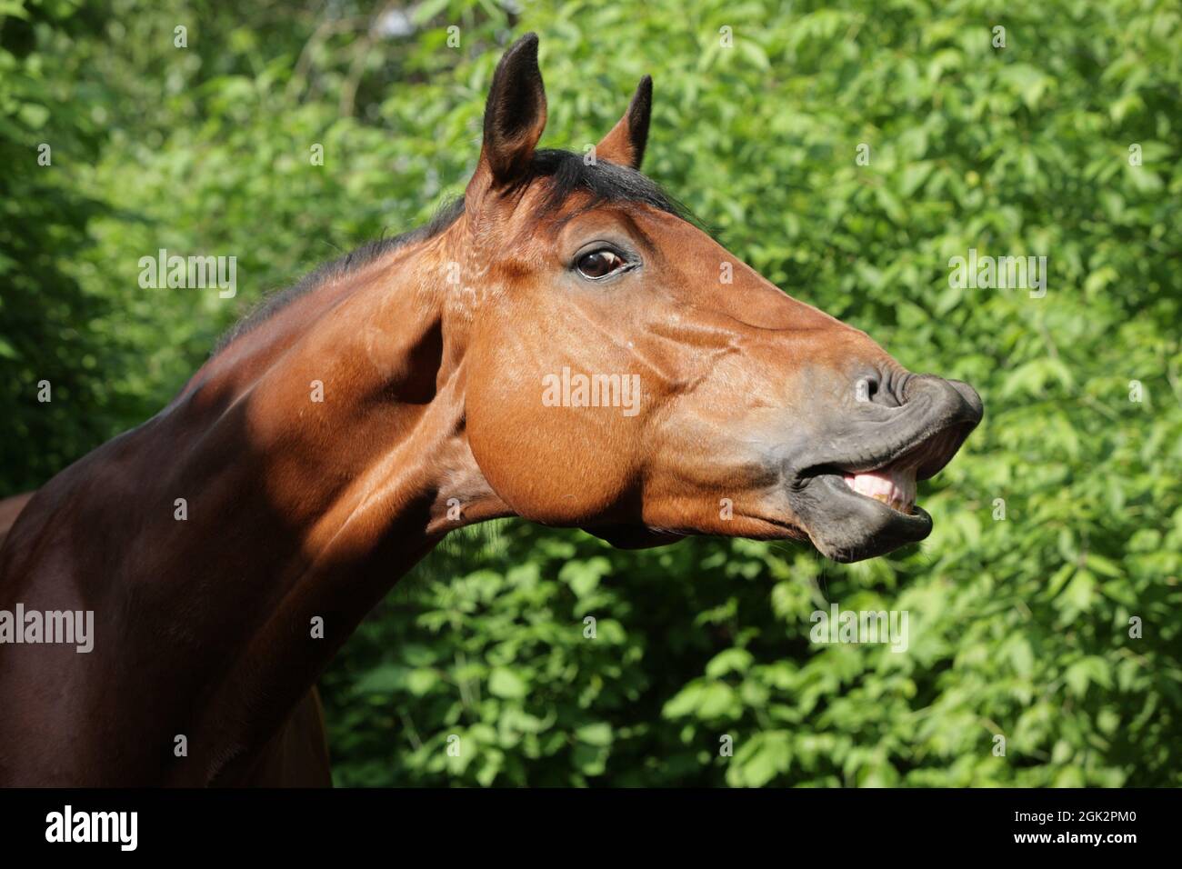 Beautiful horse head of smiling horse on green summer or grass Stock Photo
