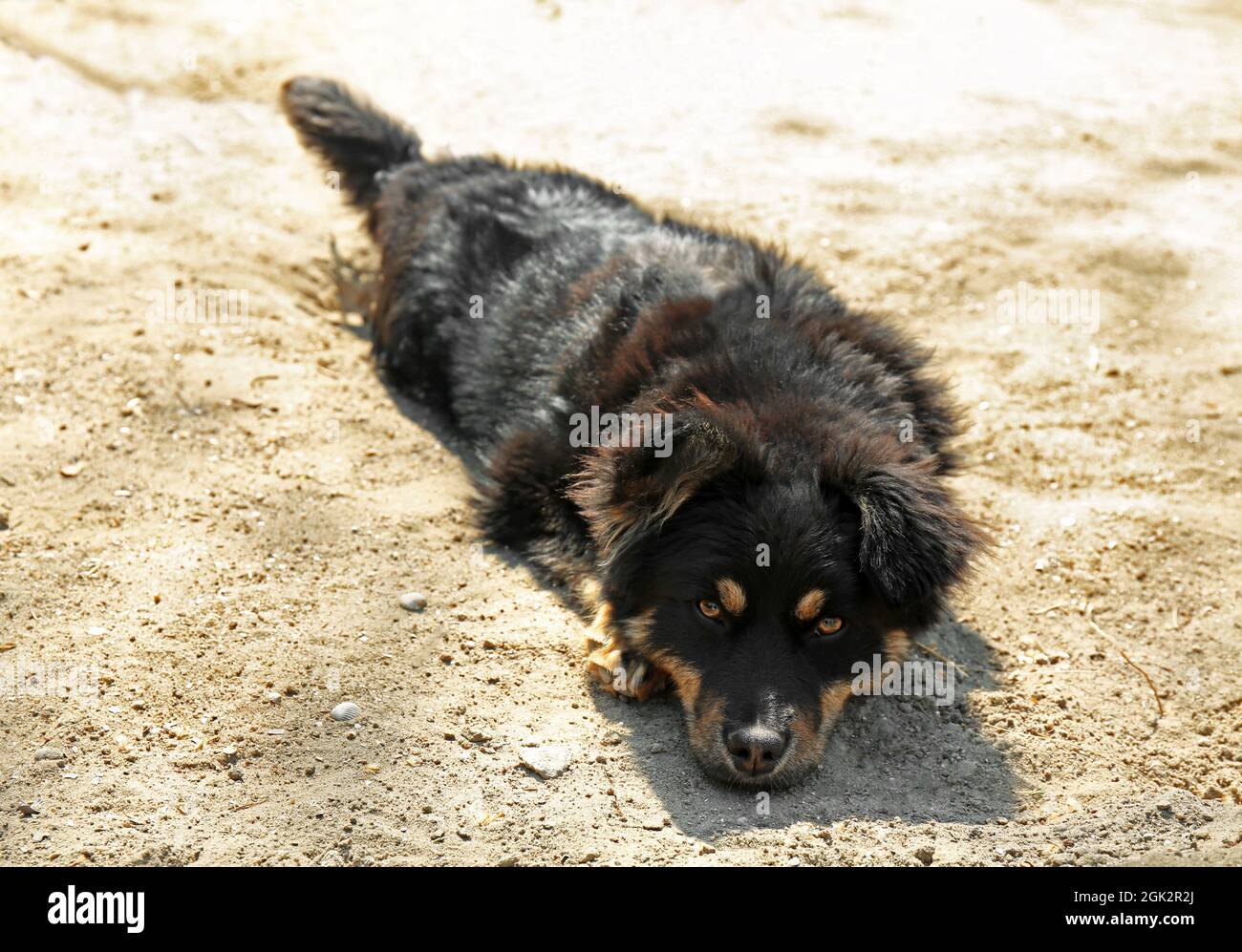 Cute funny dog lying on ground Stock Photo - Alamy