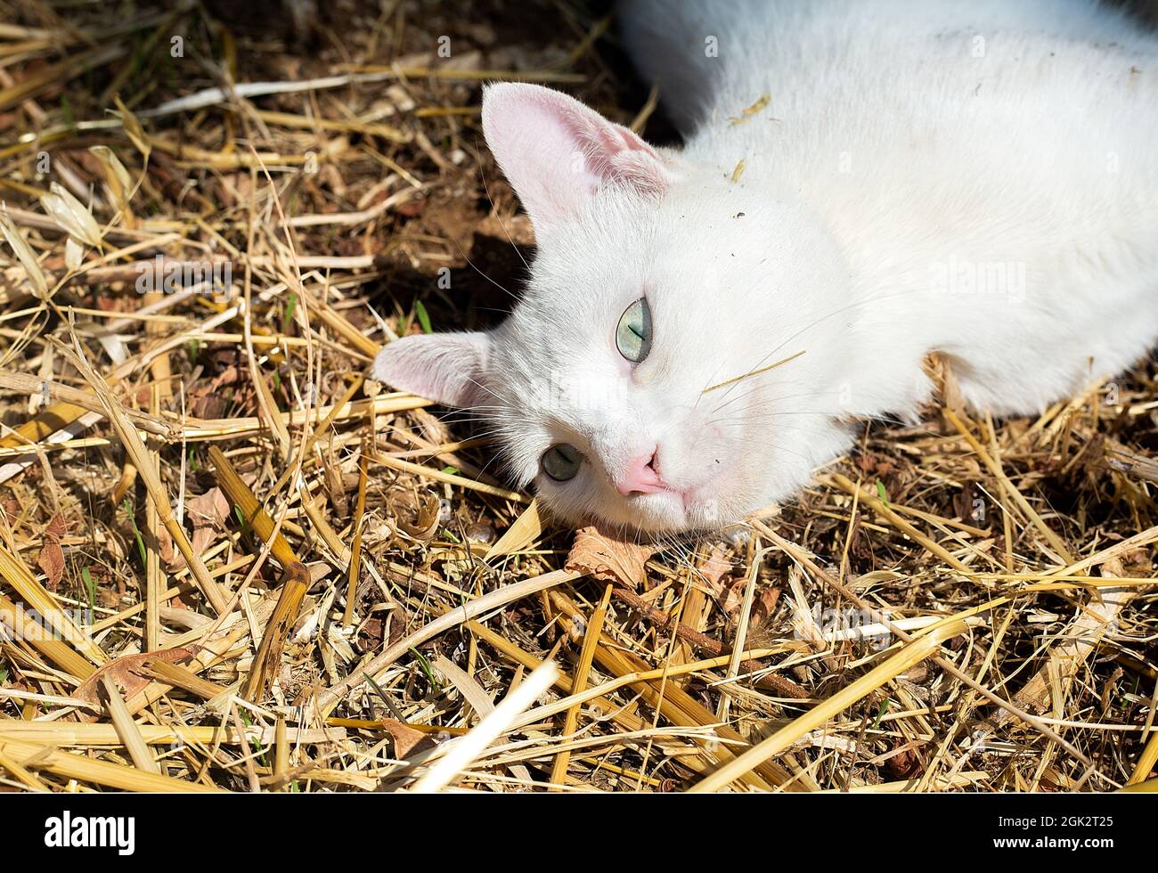 White cat with green eyes portrait. Pet lays on hay in the sun with open eyes. Leisure time concept. Domestic animal in a farm. Sunburning. Copy space Stock Photo