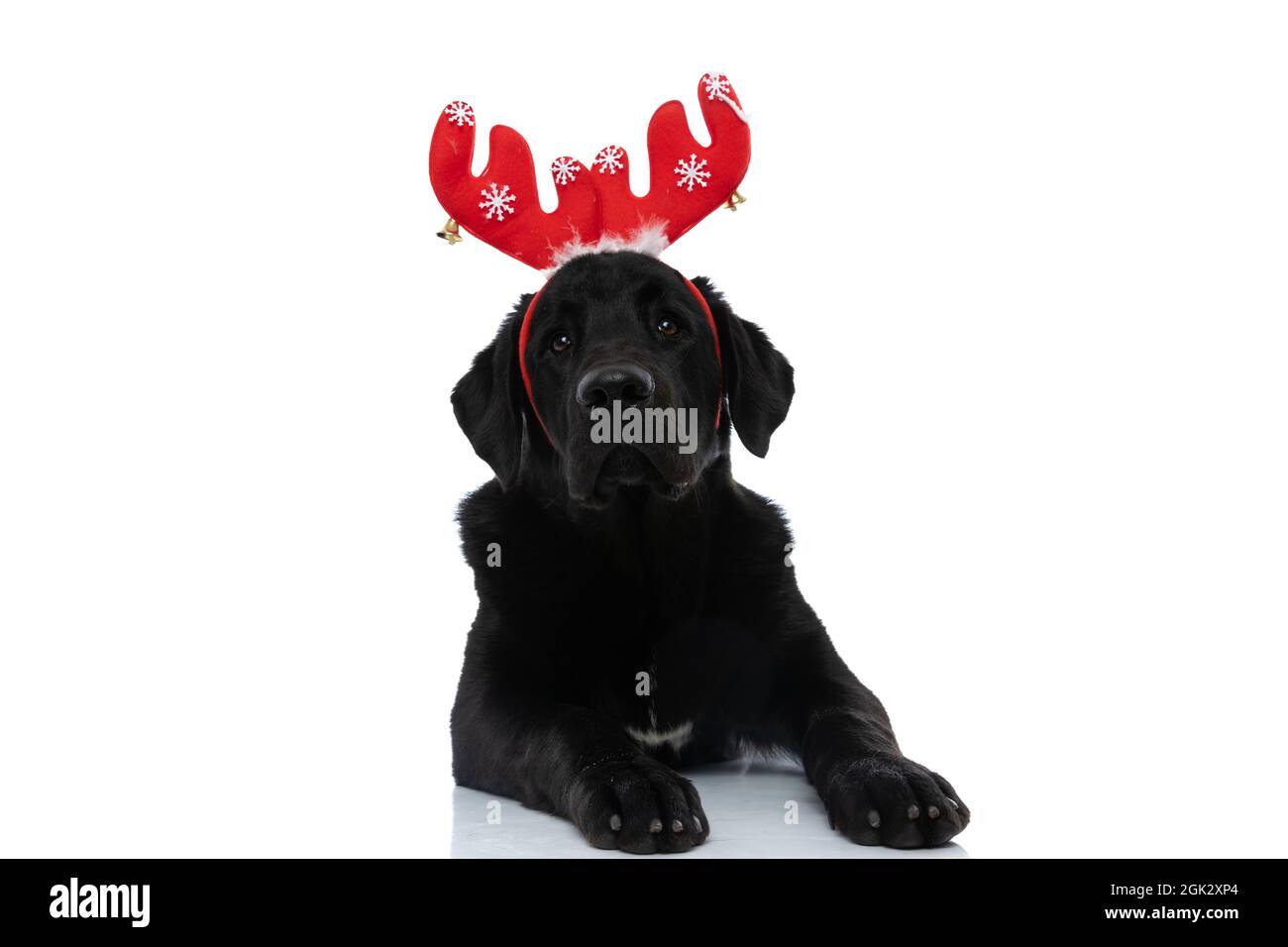 cure labrador retriever dog wearing red reindeer horns and lying down ...