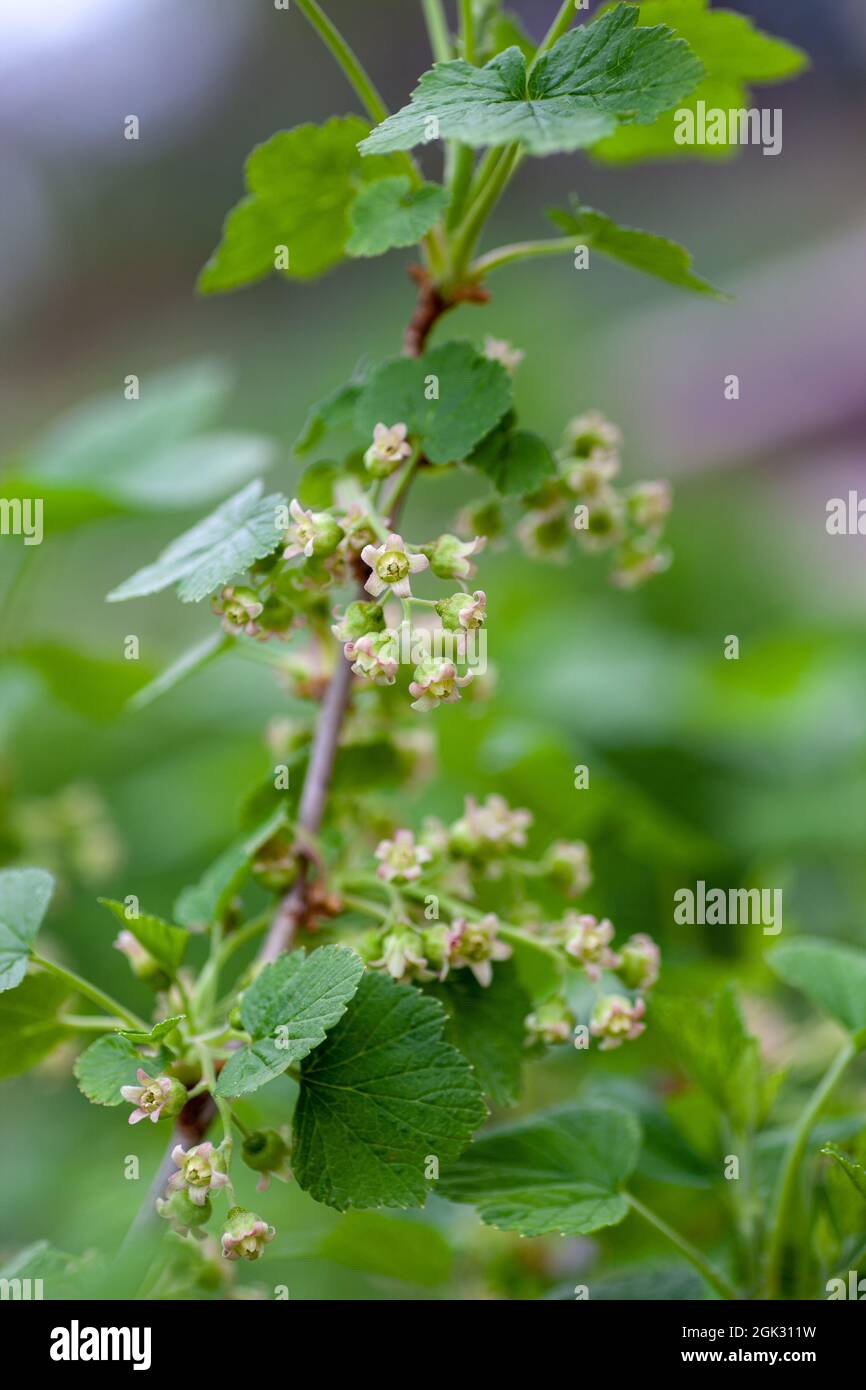Flowers of blackcurrant on branch with bokeh background macro. Young currant berries on branches of bush, Ribes nigrum Stock Photo