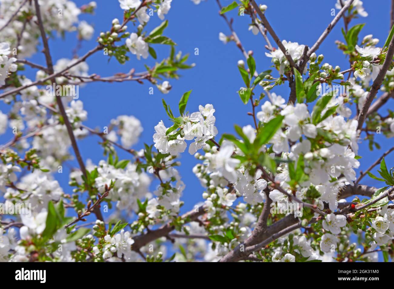 Tree with blooming flowers on blue sky background Stock Photo - Alamy