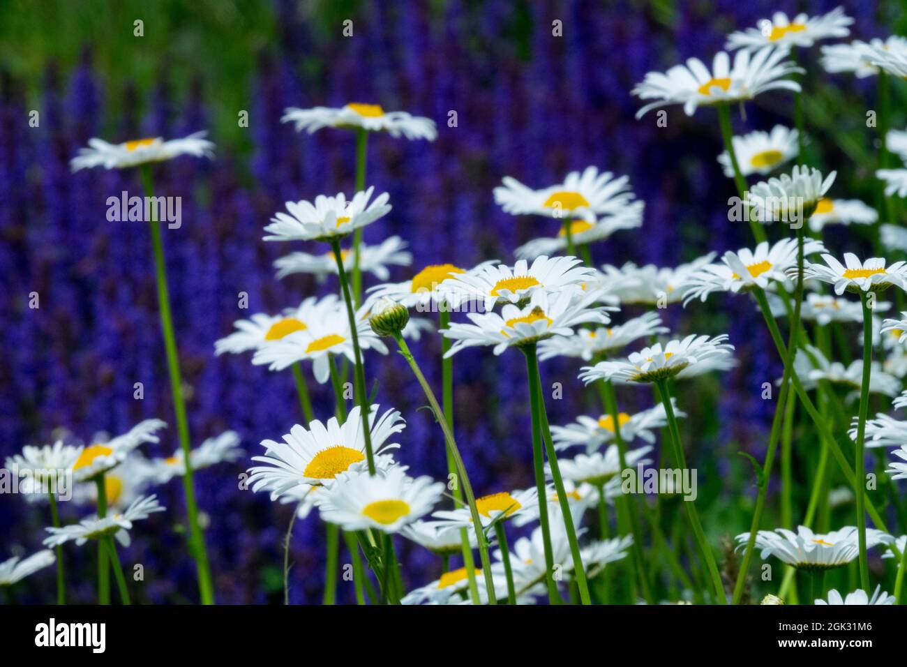 Wildflower meadow, Flowers, Ox eye daisy, Salvia, White blue, Meadow, Leucanthemum flowers in a garden Stock Photo