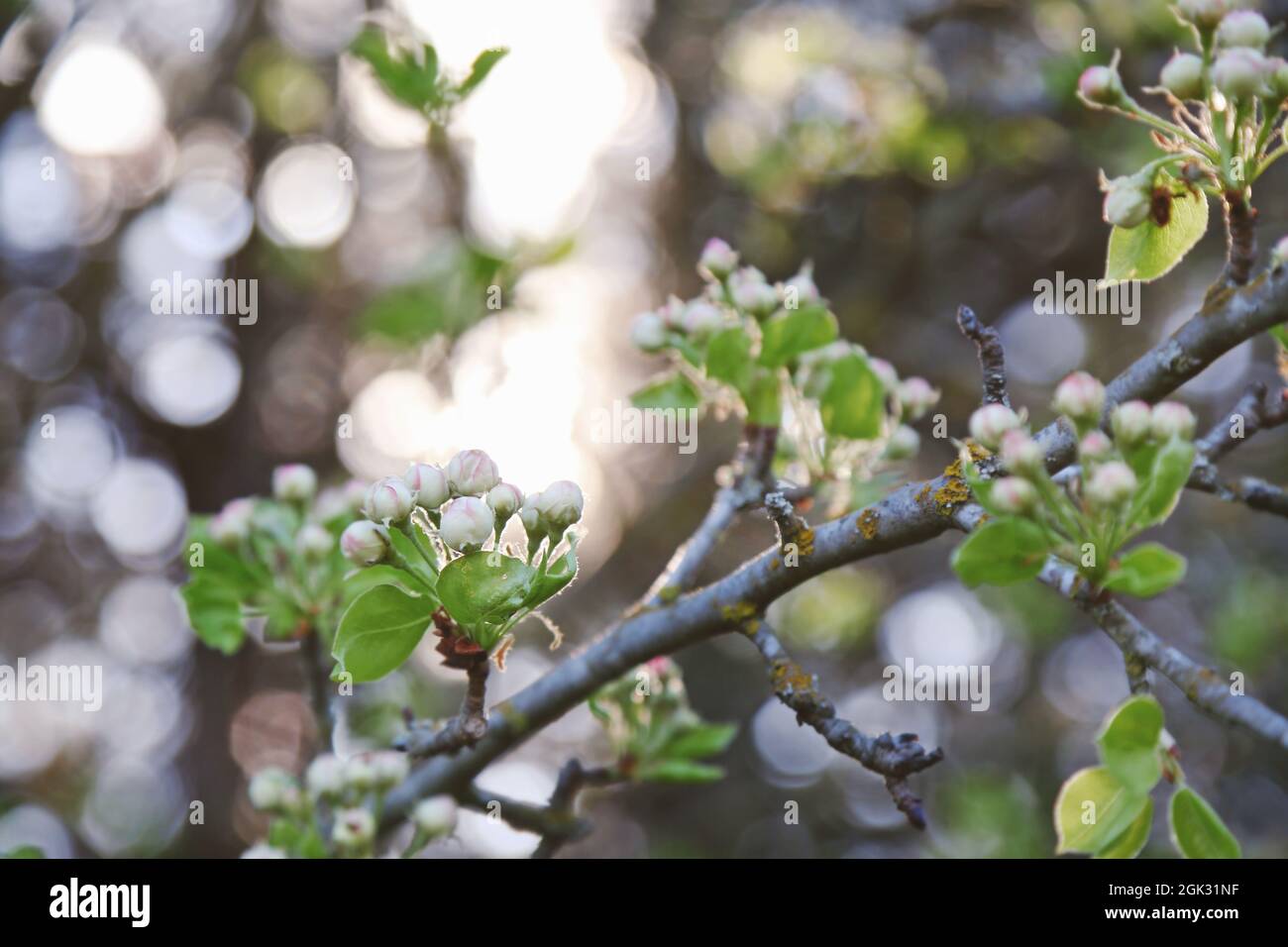 Tree branch with unopened flower buds on blurred background Stock Photo