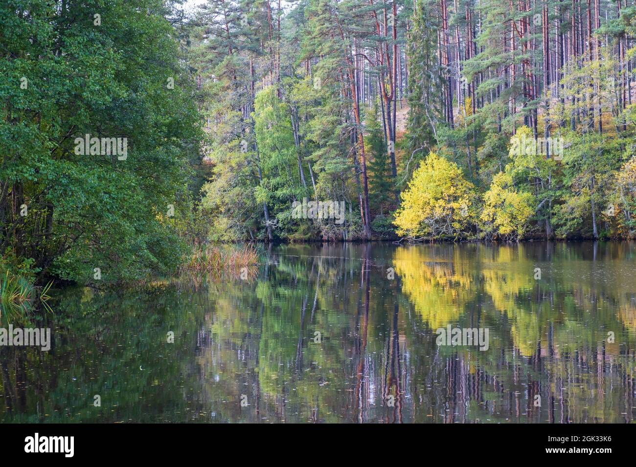 Forest lake with beautiful reflections of autumn colors in the water ...