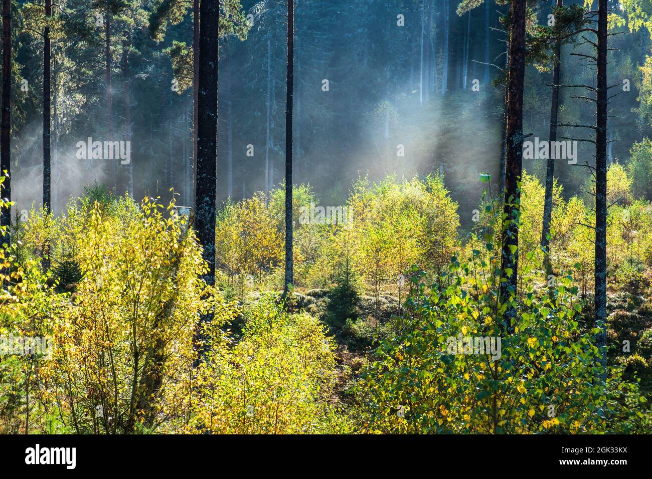Fogs in forest hi-res stock photography and images - Alamy