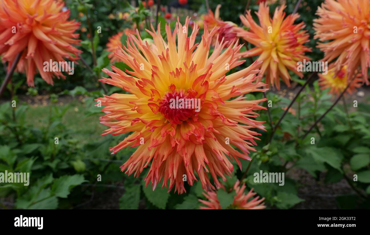 Beautiful variegated orange dahlias with shaggy spiky petals and green foliage Stock Photo