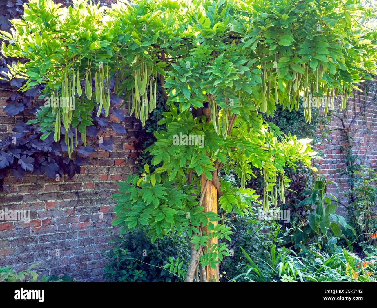 Chinese wisteria with green leaves and hanging seed pods Stock Photo