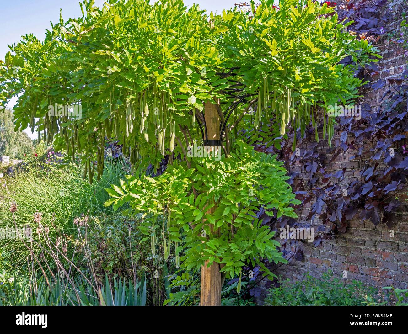 Chinese wisteria with green leaves and hanging seed pods Stock Photo