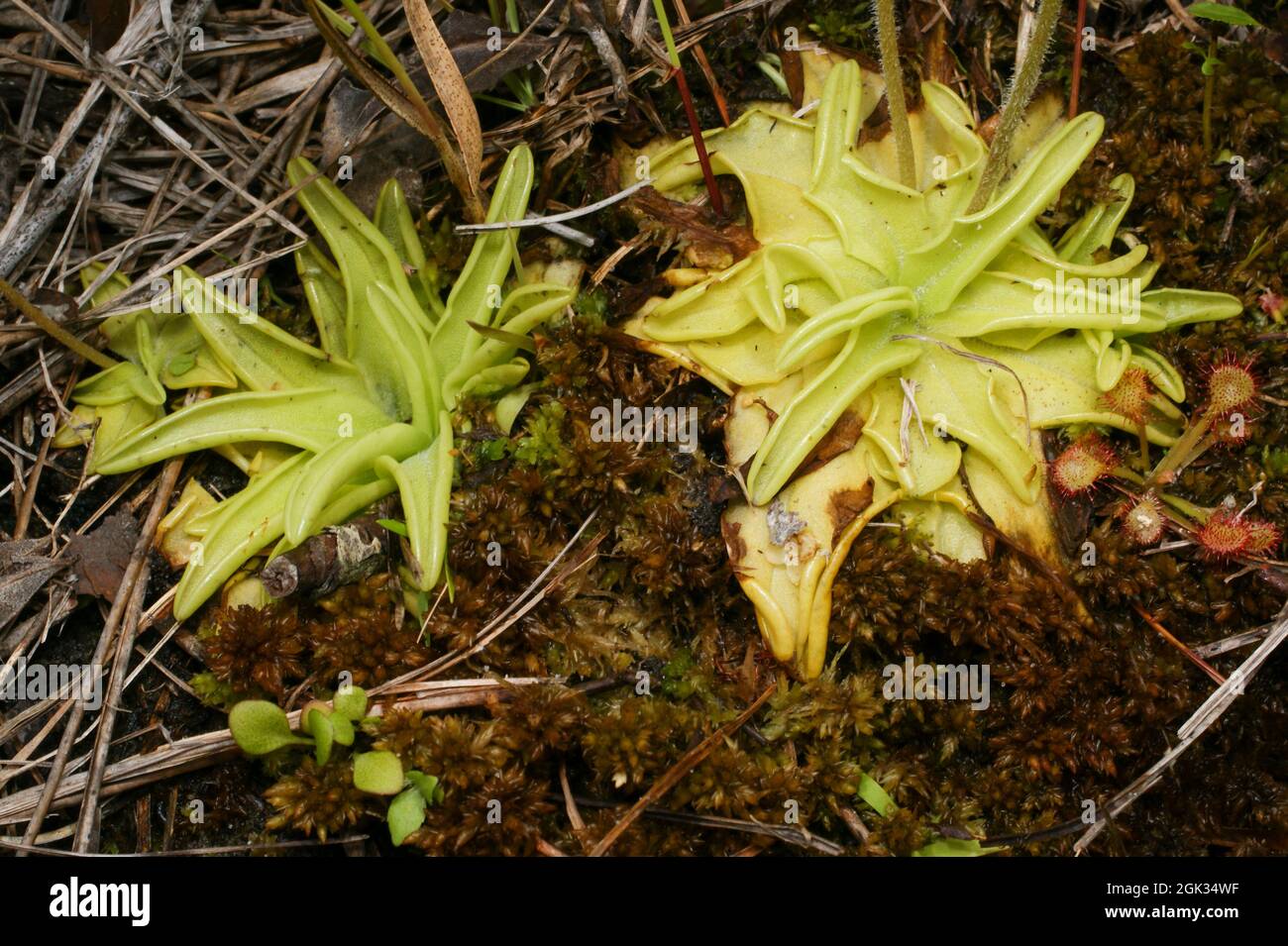 Pinguicula caerulea hires stock photography and images Alamy