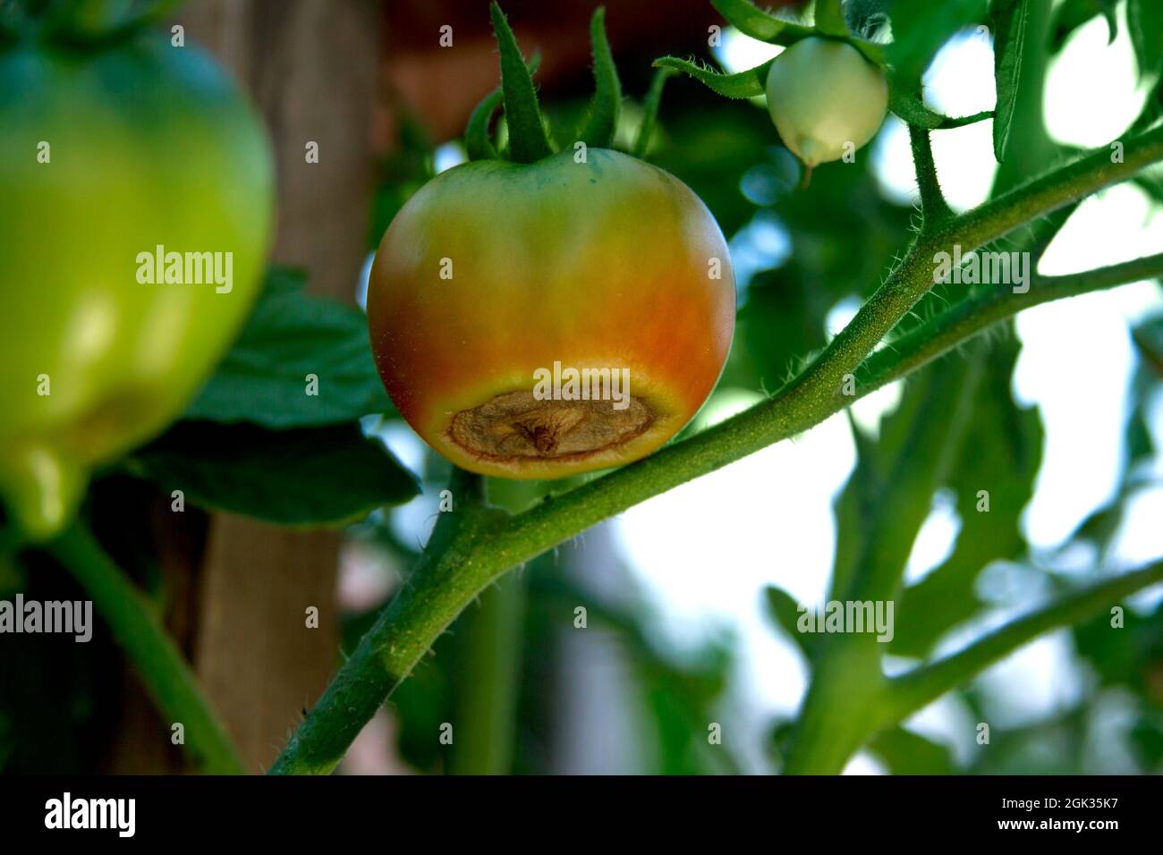 Disease of tomatoes. Blossom end rot on the tomato. Damaged semi-red fruit on the bush. Crop problems Stock Photo