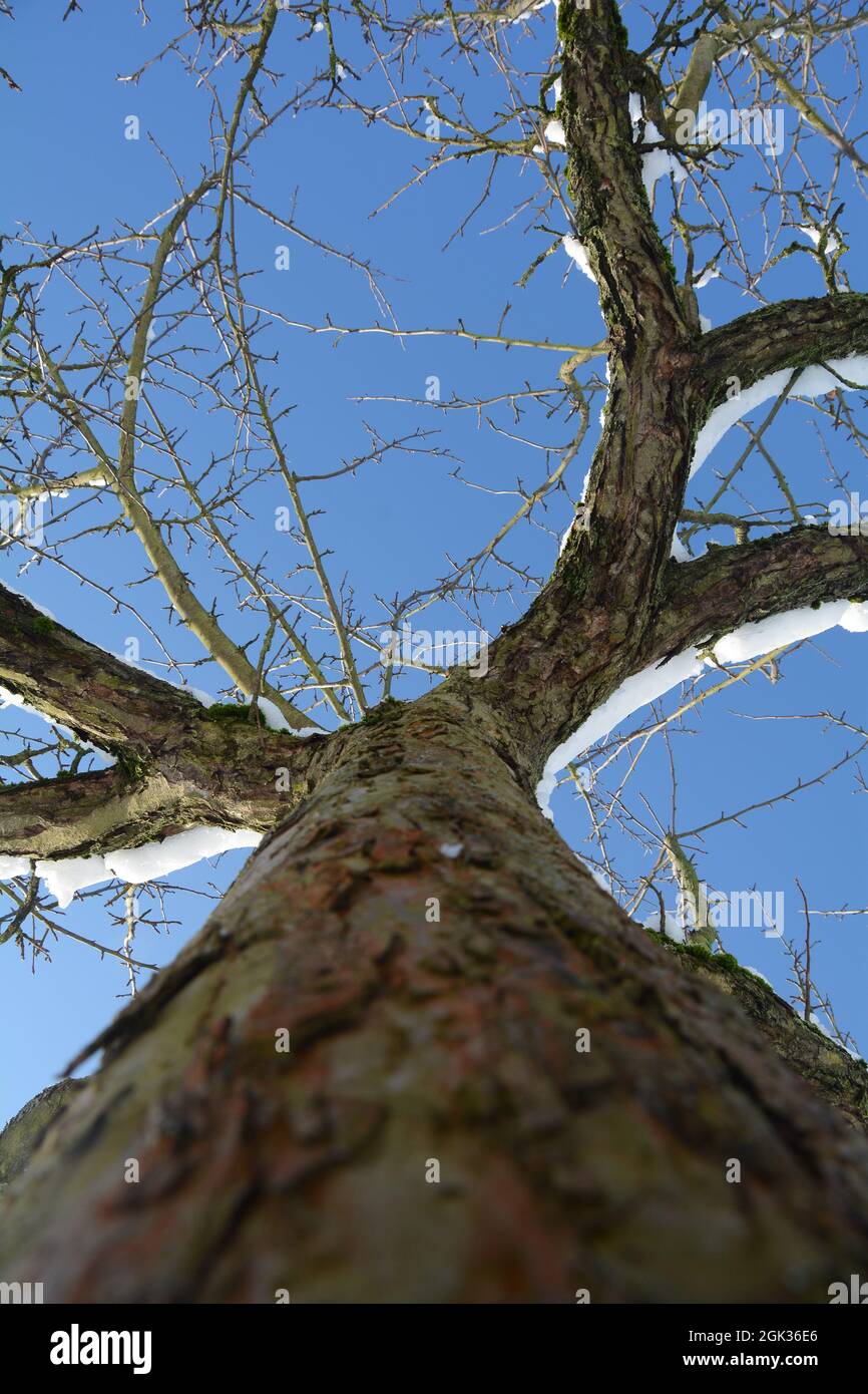 View of the tree trunk up to the treetop with snow in winter with blue ...