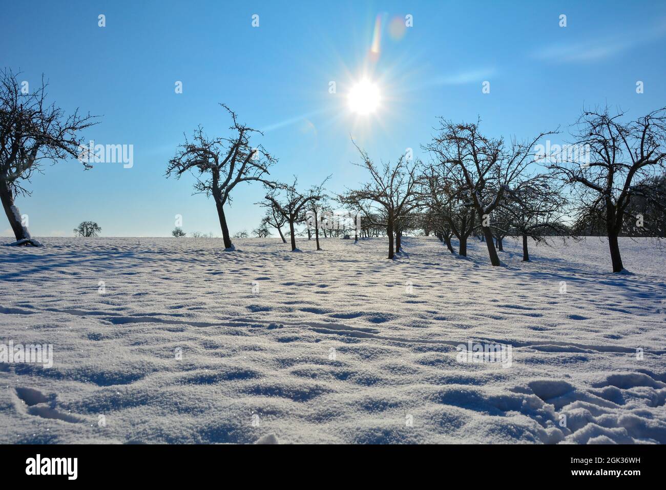 Nature in winter, with lots of snow, trees and blue skies Stock Photo ...