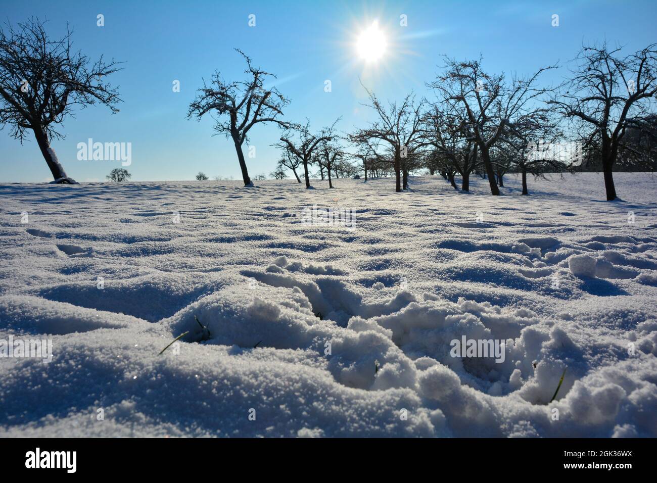Nature in winter, with lots of snow, trees and blue skies Stock Photo ...