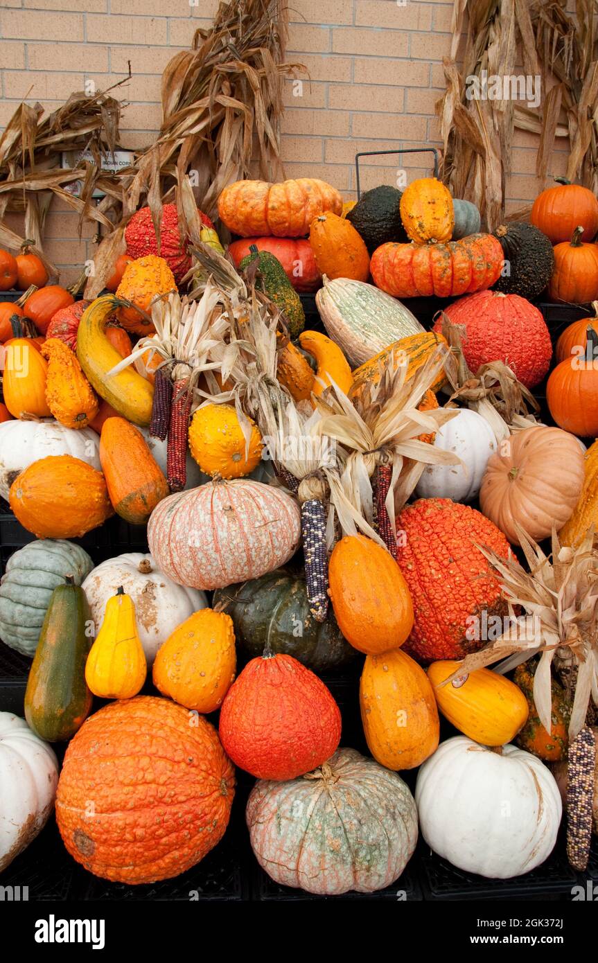 Squash Display, Supermarket, Chicago, Illinois, USA Stock Photo - Alamy