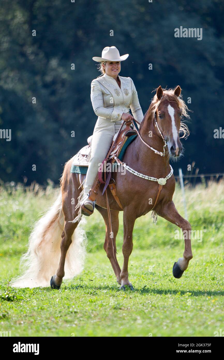 Tennessee Walking Horse. A rider on a palomino stallion performing a