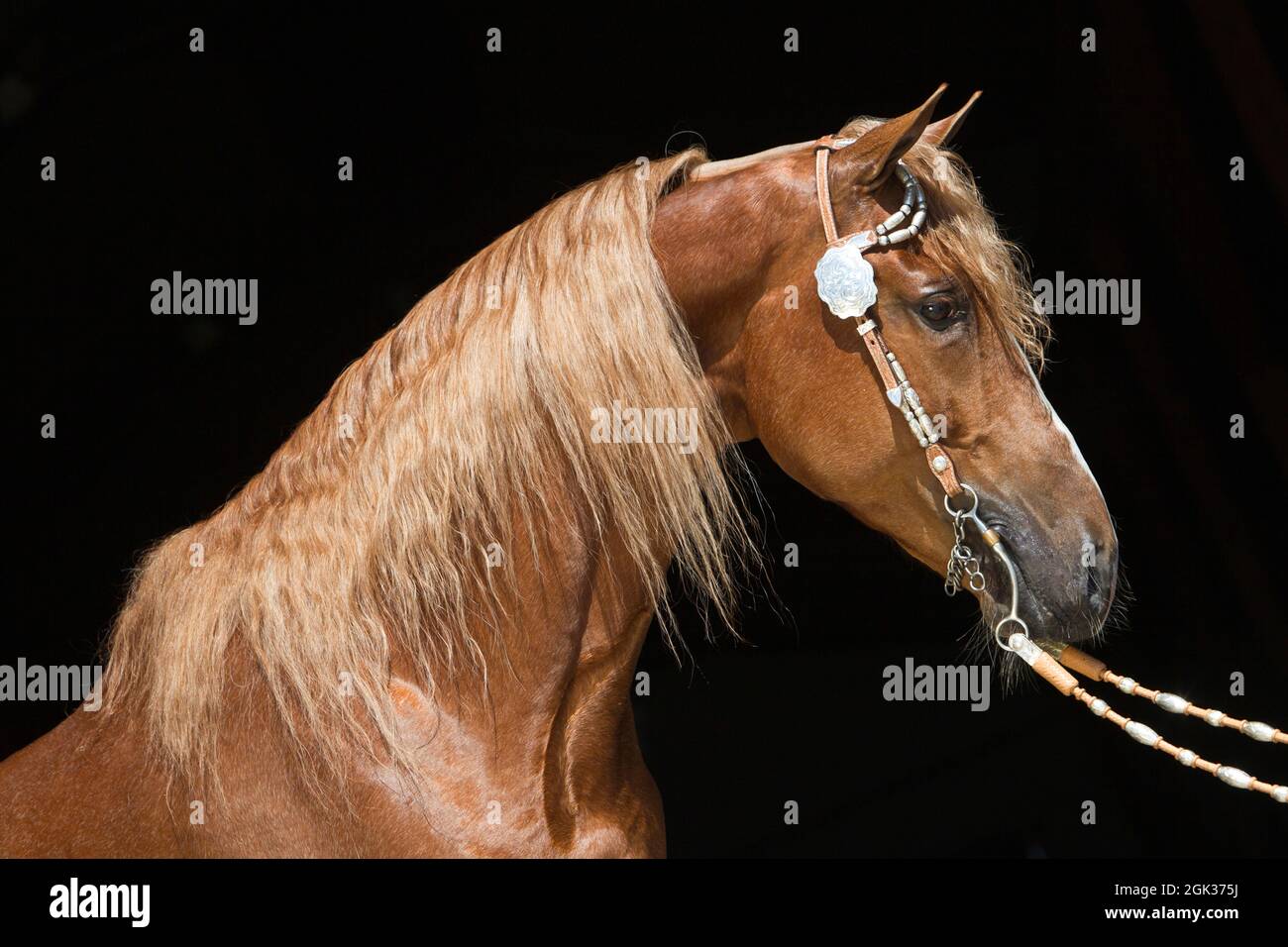 Tennessee Walking Horse. Portrait of a palomino stallion. Germany Stock