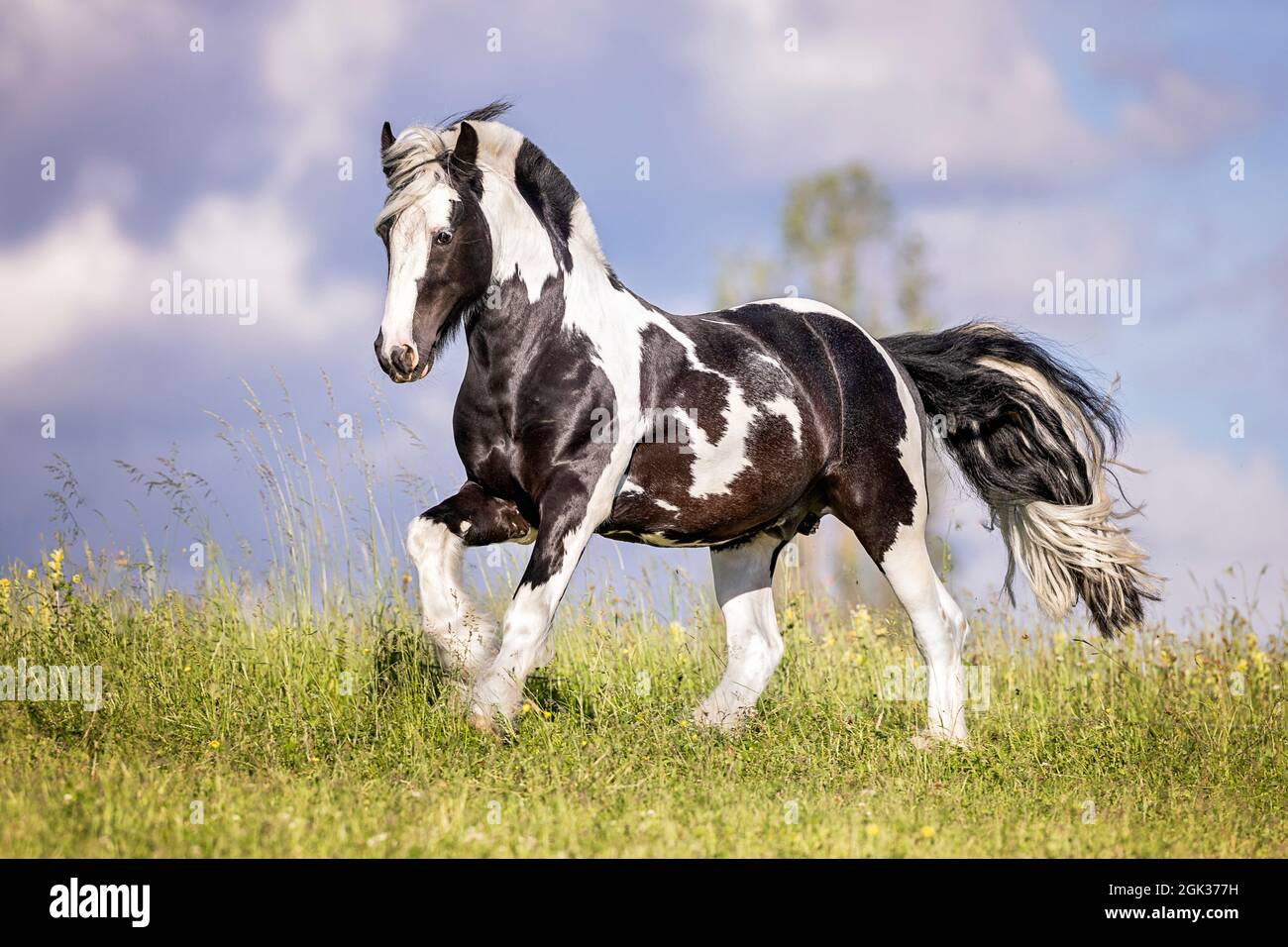 Galineers Cob. Piebald stallion galopping on a pasture. Germany Stock