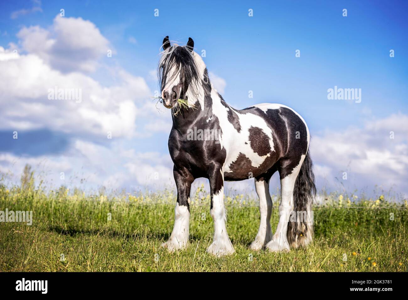 Galineers Cob. Piebald stallion standing on a pasture. Germany Stock Photo