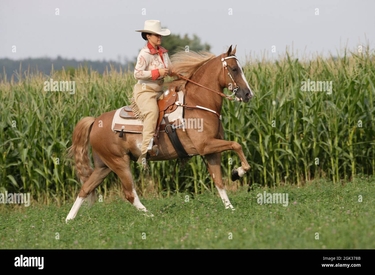 Tennessee Walking Horse. A rider on a palomino stallion galloping in front of a maize field