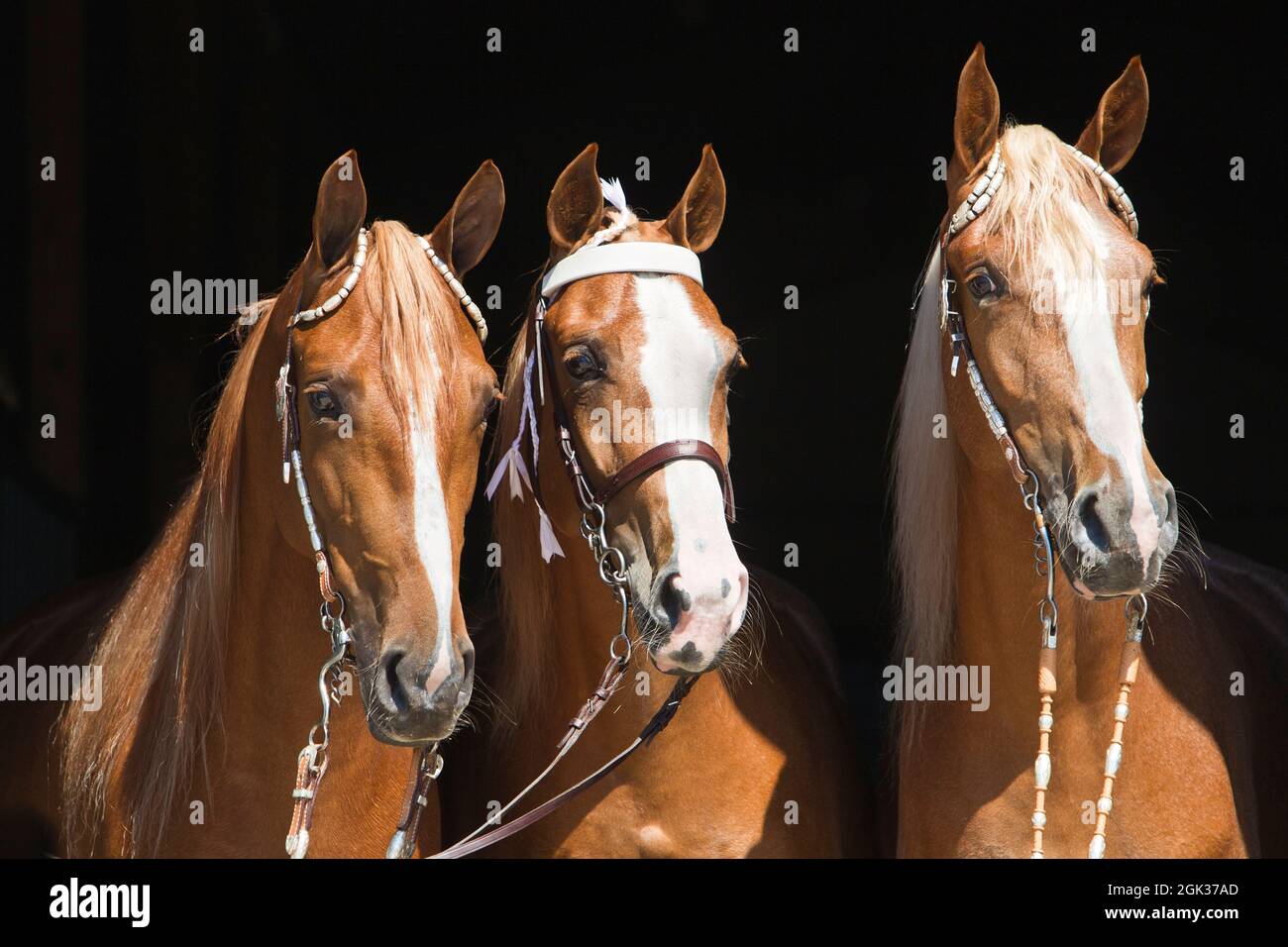 Chestnut horses hi-res stock photography and images - Alamy