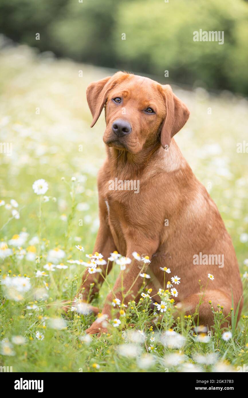 Labrador Retriever. Juvenile dog sitting on a meadow. Germany Stock Photo