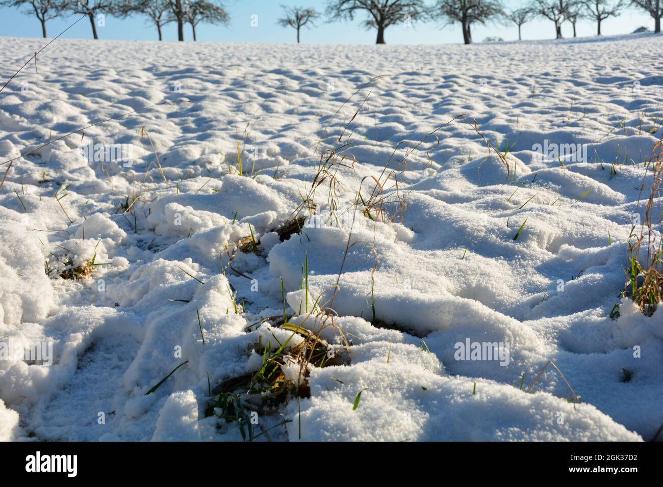 Snow-covered field with grass, some trees and a blue sky Stock Photo ...