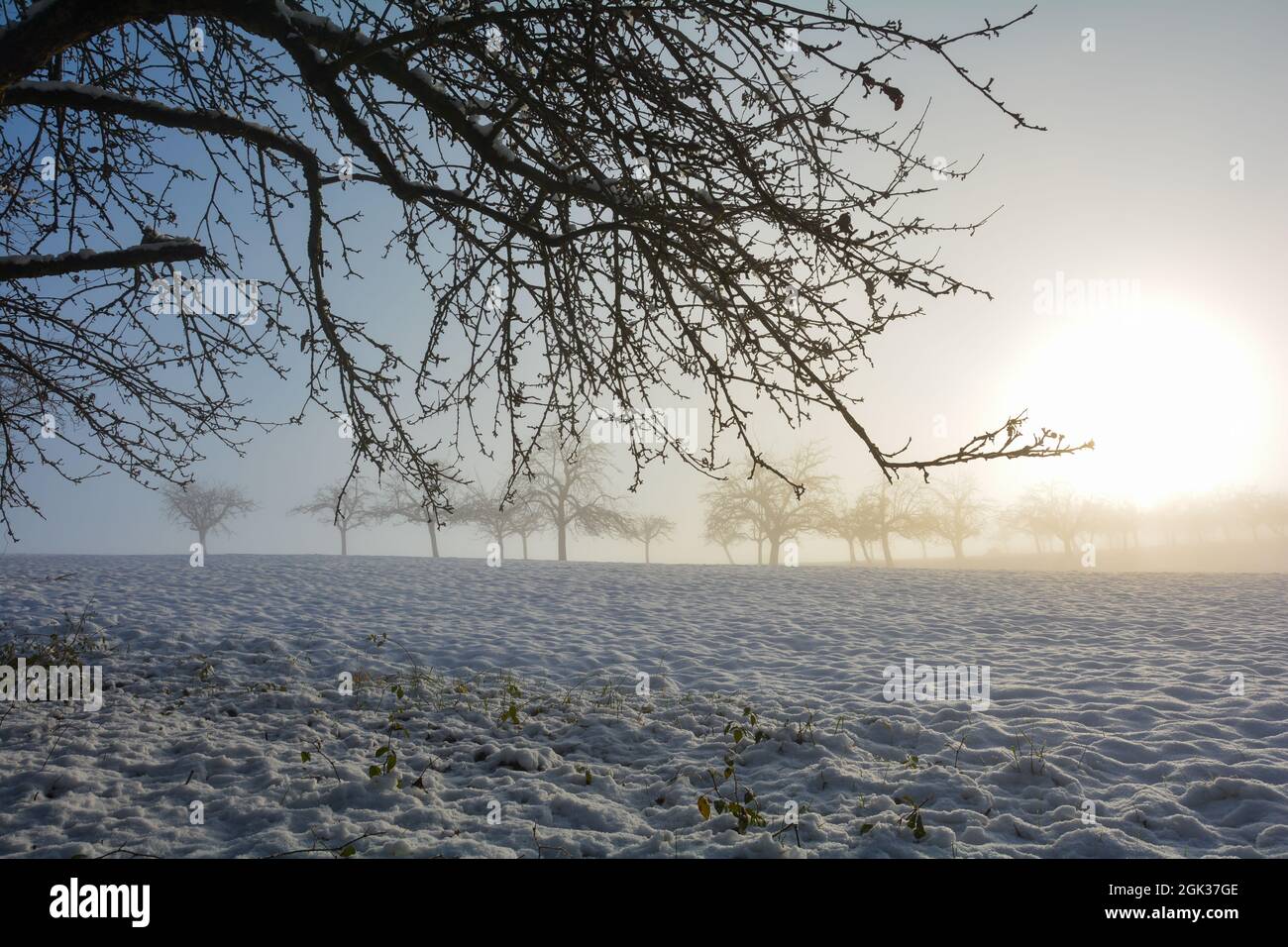 Snow-covered landscape with trees, branches at sunrise Stock Photo
