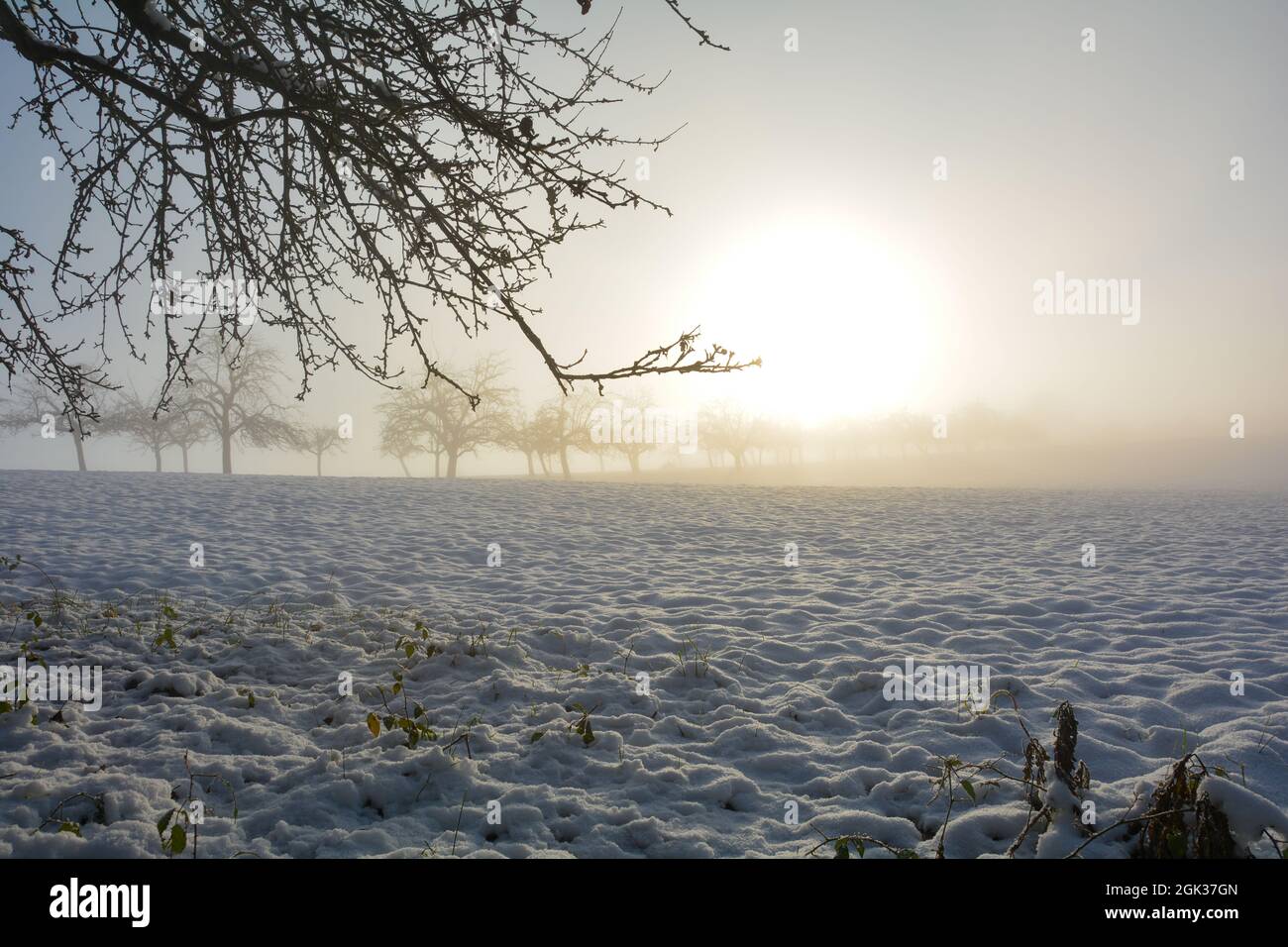 Snow-covered landscape with trees, branches at sunrise Stock Photo