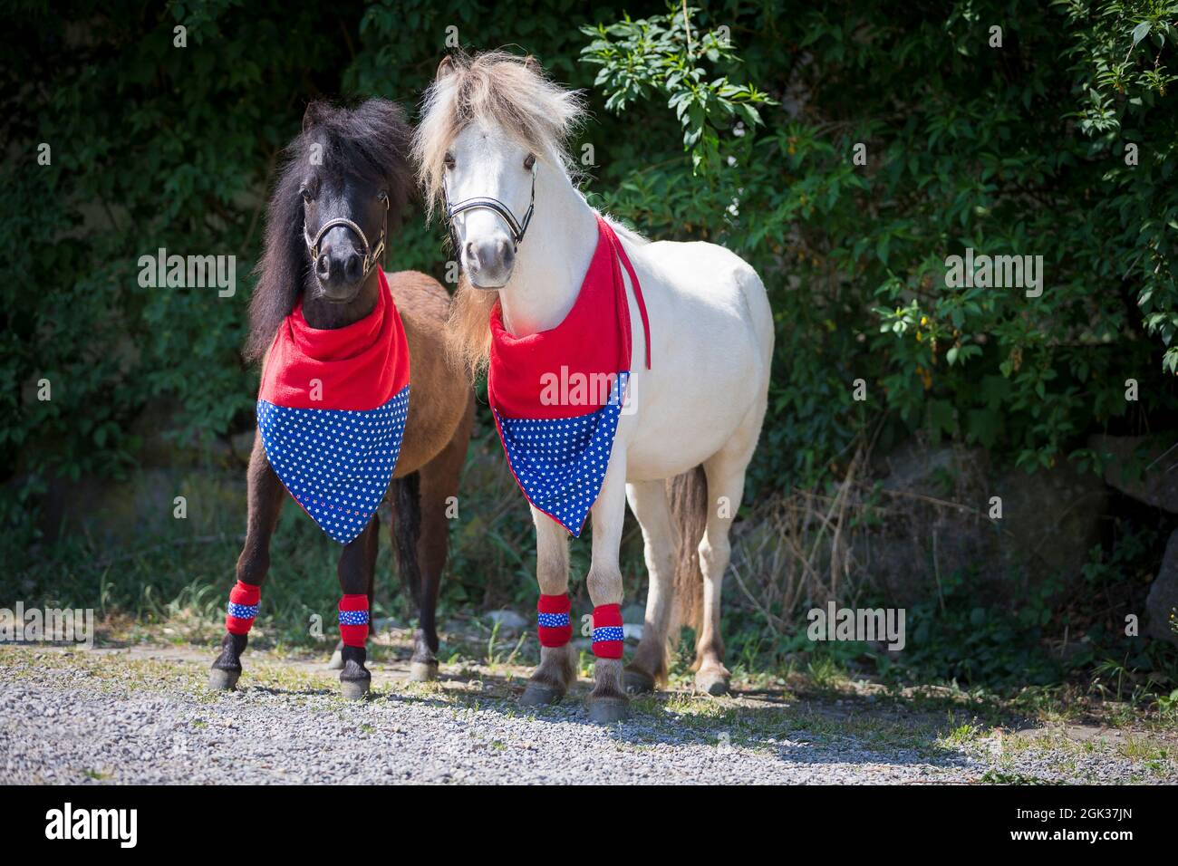 Falabella Miniature Horse. A black horse and a gray horse, dressed in a collar and gaiters, stand next to each other. Germany Stock Photo