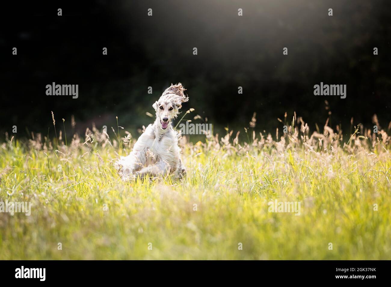 Afghan Hound. Juvenile she-dog running on a meadow. Germany Stock Photo
