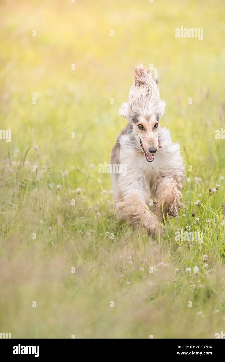 Afghan Hound. Juvenile she-dog running on a meadow. Germany Stock Photo