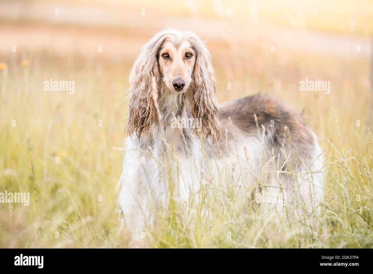 Afghan Hound. Juvenile she-dog standing on a meadow. Germany Stock Photo