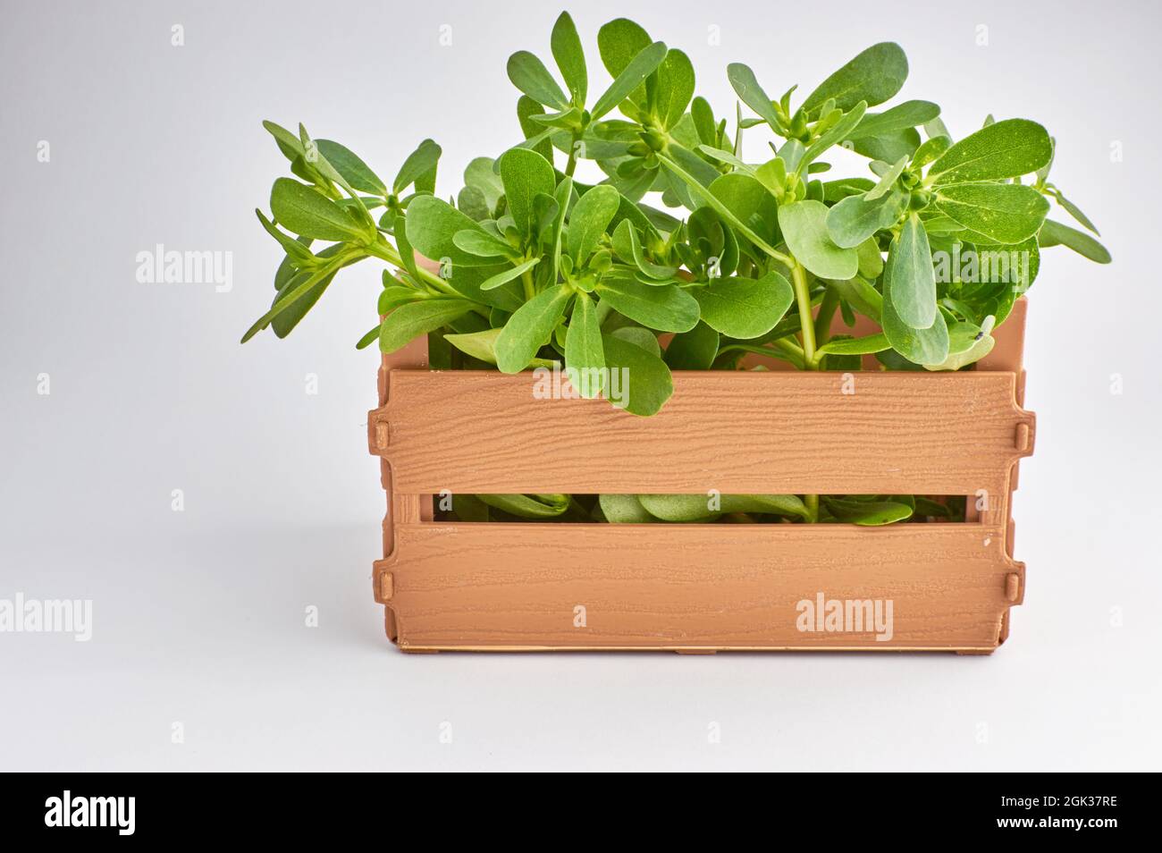 Fresh purslane plant in a wooden crate on a background Portulaca oleracea Stock Photo