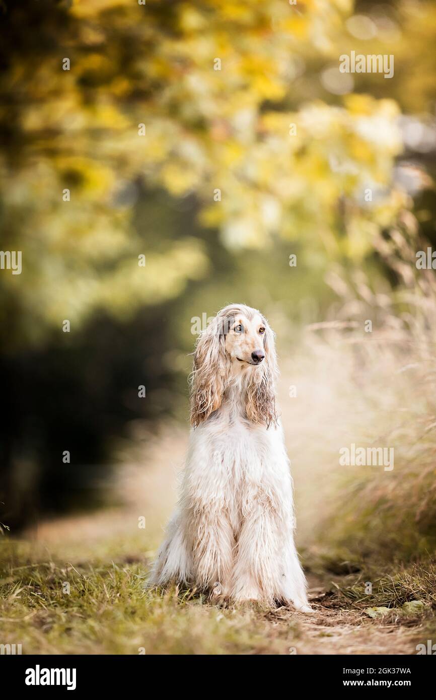 Afghan Hound. Juvenile she-dog sitting on a path. Germany Stock Photo