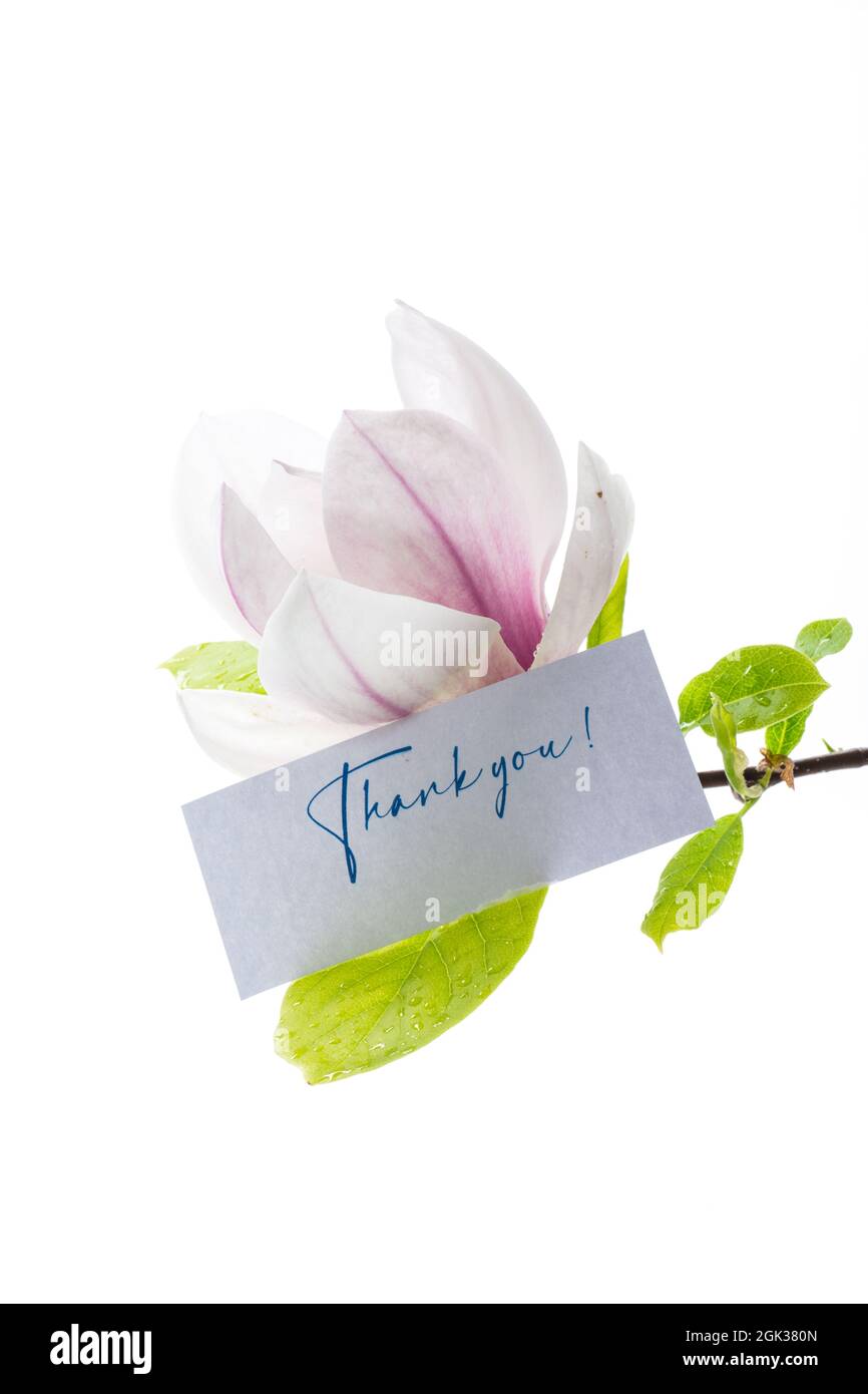 one pink flower on a branch of blooming magnolia close up Stock Photo ...