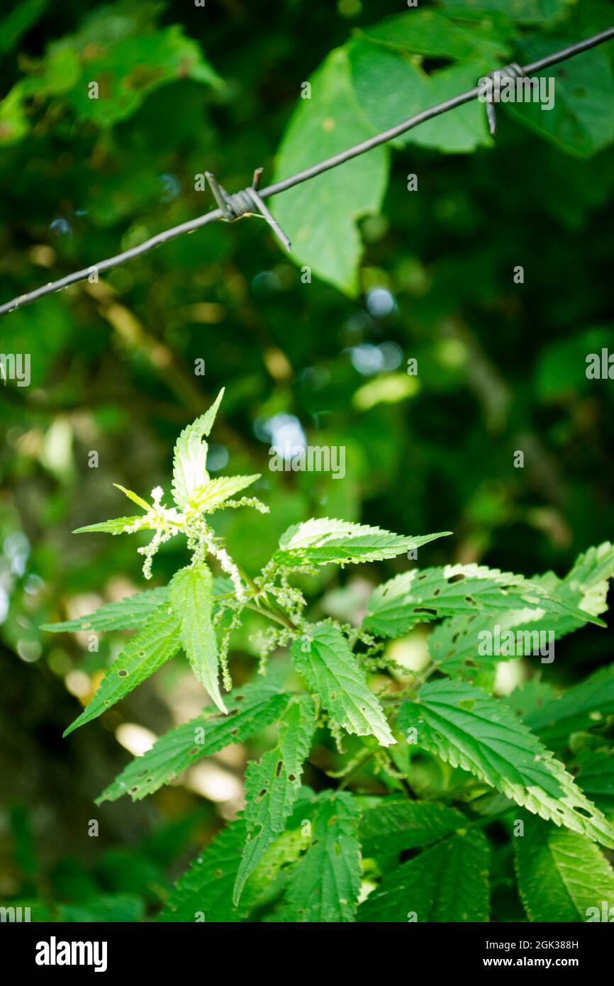 Barbed wire and nettles, conceptual image, danger, green nettle leaves and old barbed wire. Vertical image close up Stock Photo