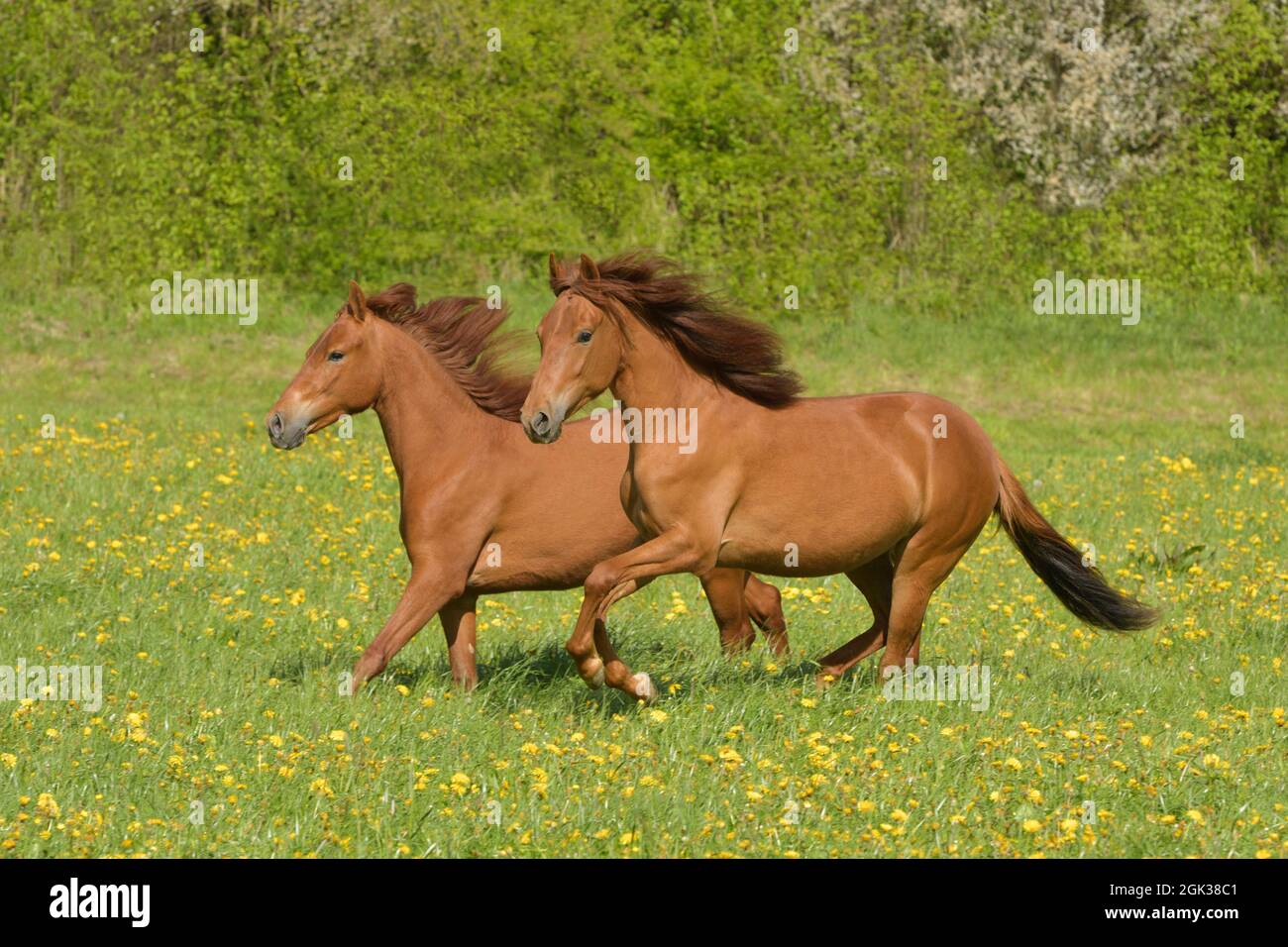 Paso Fino. Pair of yearlings galloping on a meadow. Germany Stock Photo