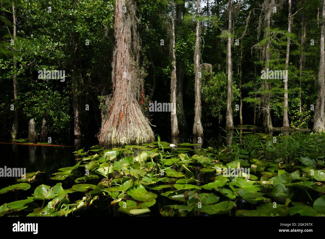 Landscape in the Okefenokee swamp with bald cypress trees (Taxodium