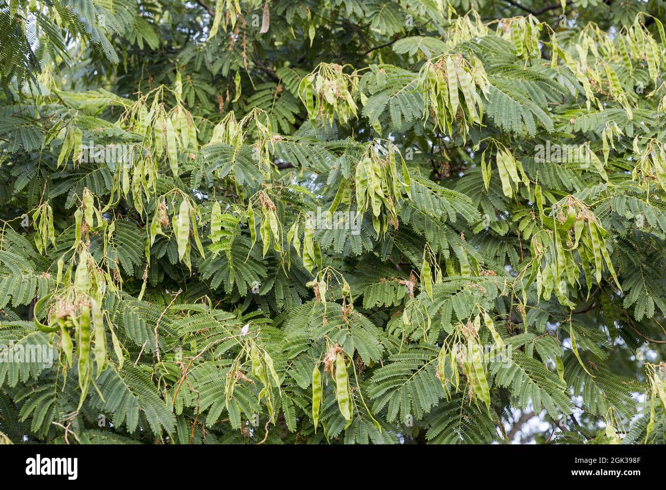 Fern tree leaves Stock Photo