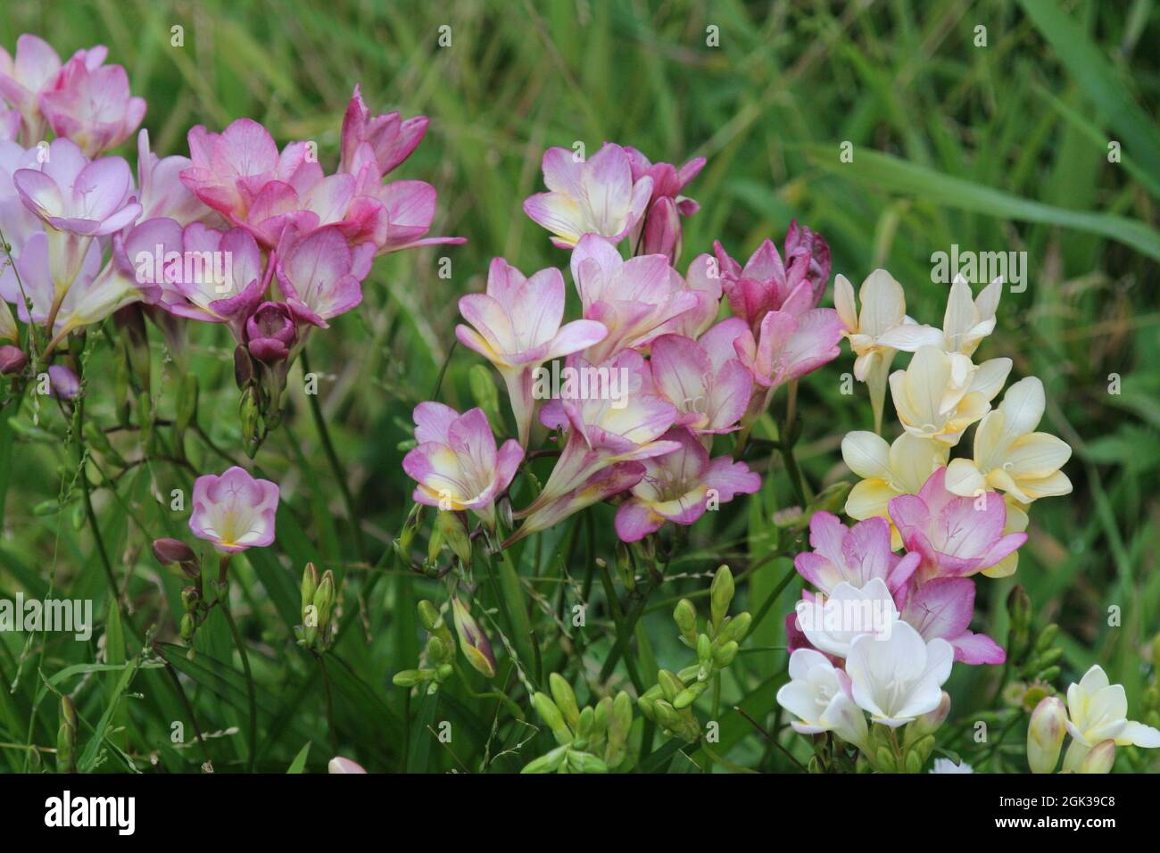 Pink, White and Yellow Ixia bulb Flowers in a field of grass. Stock Photo