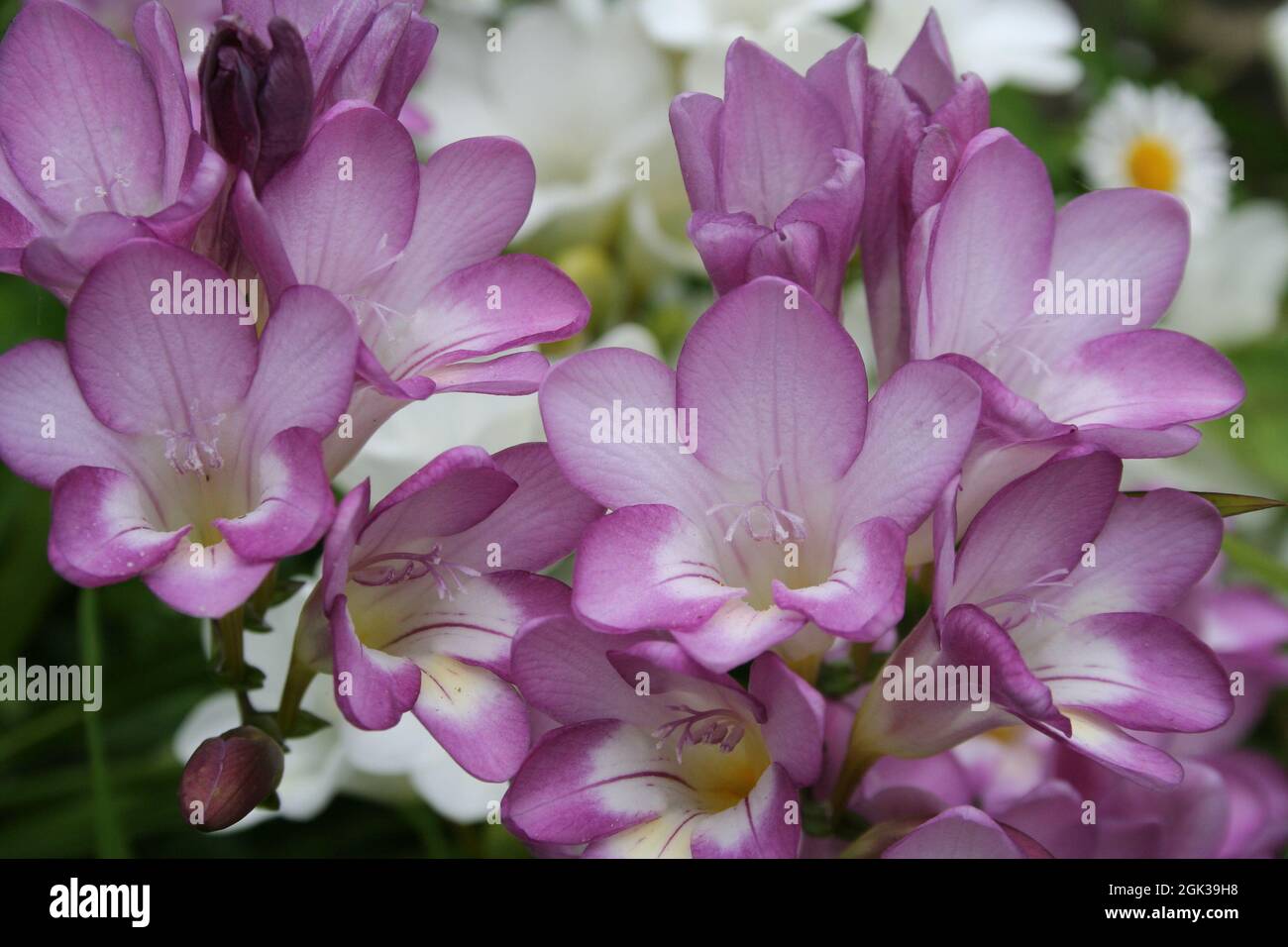 Pink and White Ixia bulb Flowers Stock Photo