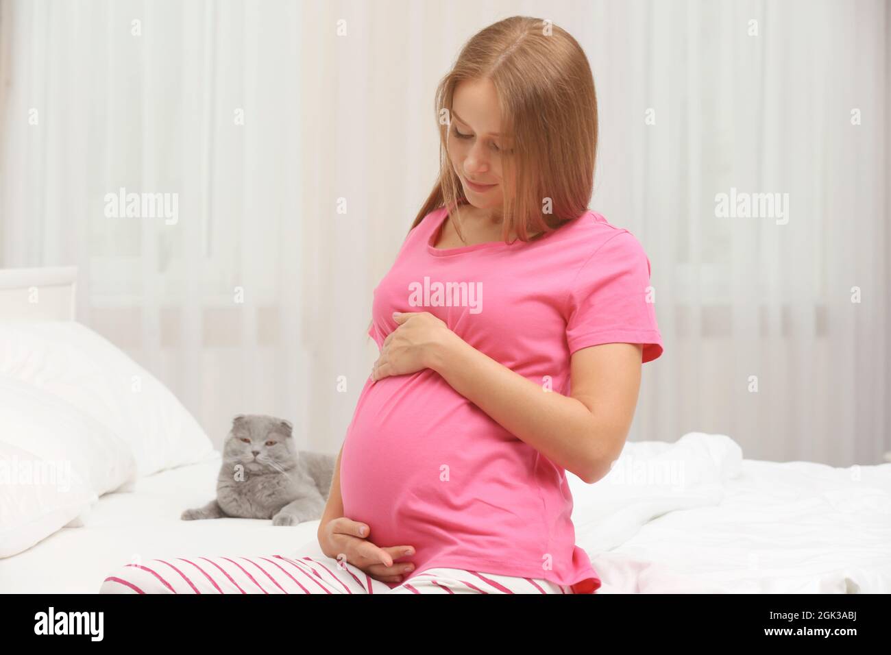 Scottish fold belly hires stock photography and images Alamy