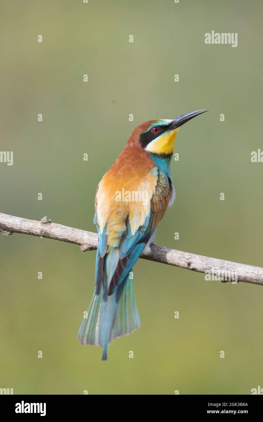 European Bee-eater (Merops apiaster) perched on a twig, Germany Stock Photo