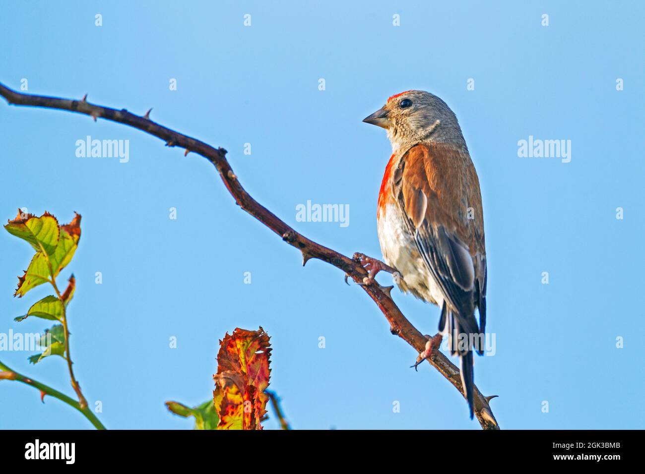 Linnet (Acanthis cannabina, Carduelis cannabina). Adult male in breeding plumage perched on a thorny twig. Germany Stock Photo