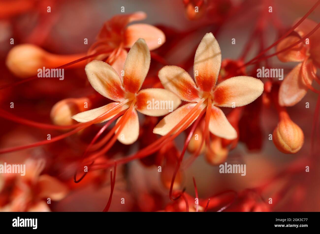 Close up Clerodendrum paniculatum flower red color nature outdoor Stock Photo