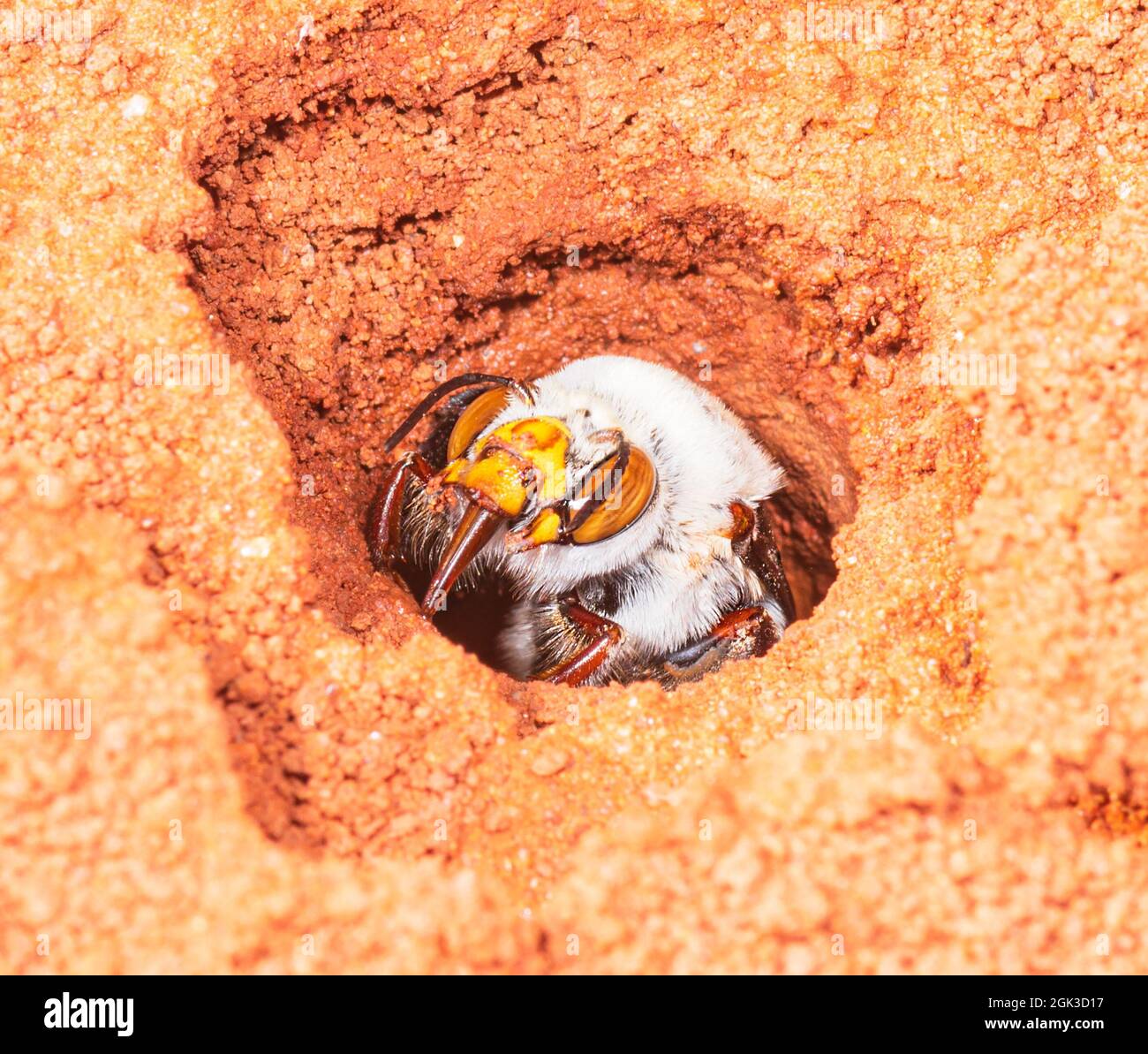 A female Dawson's Burrowing Bee (Amegilla dawsoni) at its burrow in a claypan, Kennedy Range National Park, Western Australia, WA, Australia Stock Photo