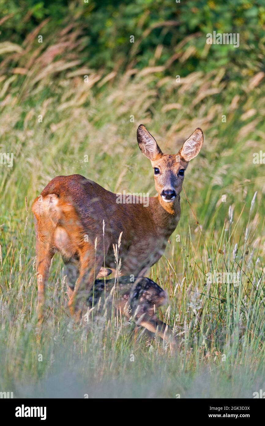 European Roe Deer (Capreolus capreolus). While the doe secures tense, the fawn is suckled. Germany Stock Photo