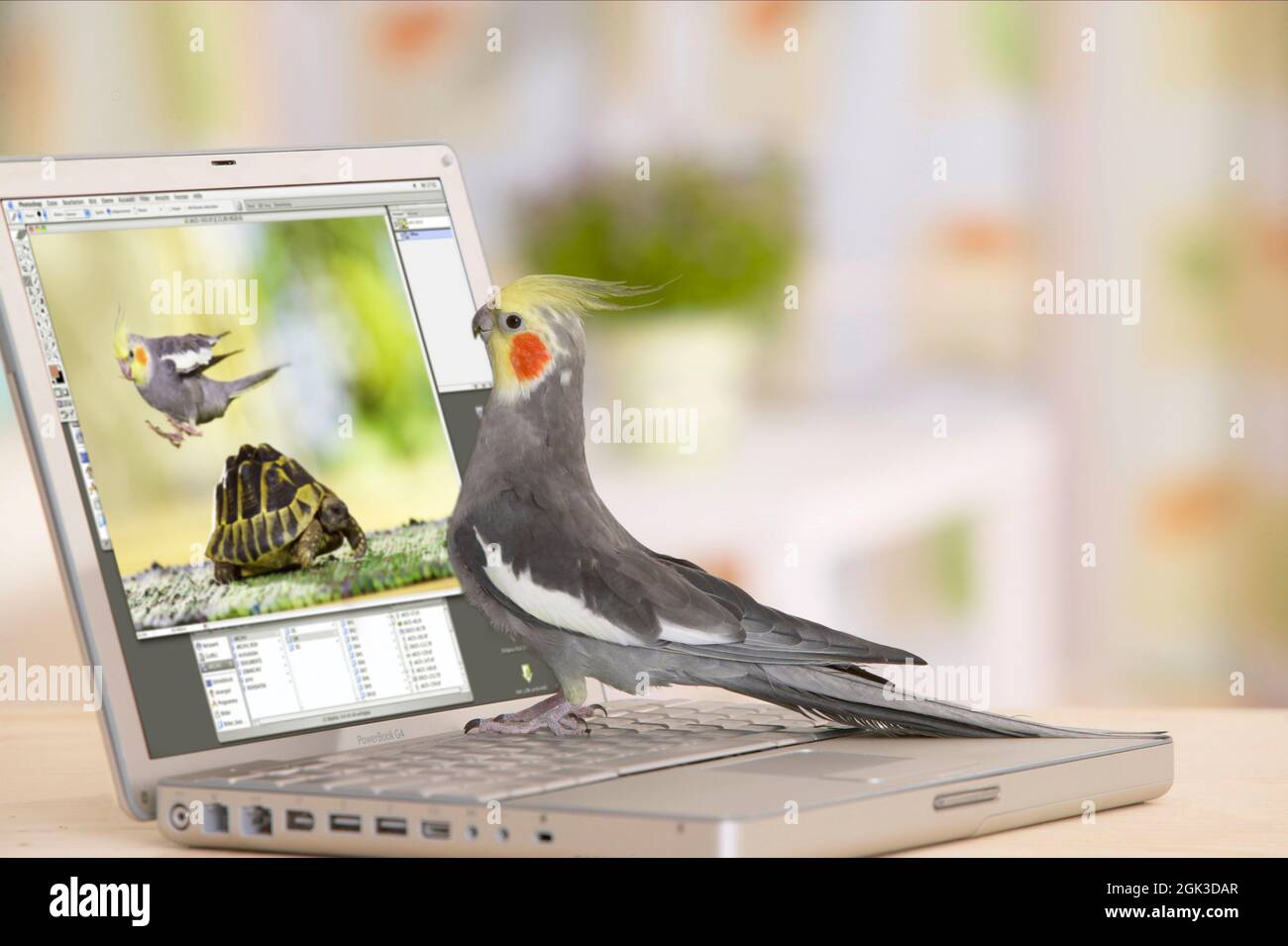 A cockatiel (Nymphicus hollandicus) discovers its image on a laptop. Germany Stock Photo